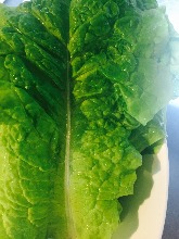 Sangchu (Korean stem lettuce)