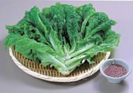 Sangchu (Korean stem lettuce)