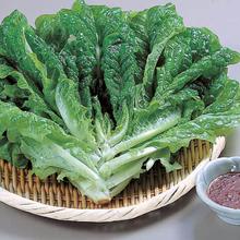 Sangchu (Korean stem lettuce)