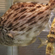 Live horse mackerel and Live horse Thread-sail filefish