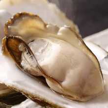 Oysters