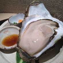 Rock oyster