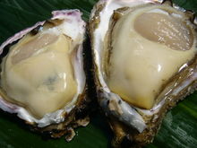 Oysters