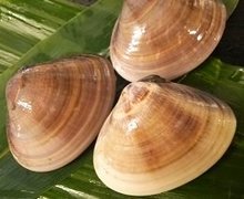 Grilled common orient clams