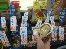 Rock oyster