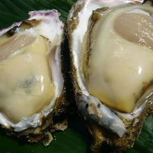 Rock oyster