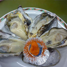 Oysters