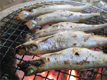 Charcoal grilled shishamo smelt