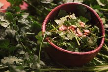 Coriander salad