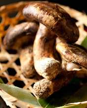 Grilled matsutake mushrooms