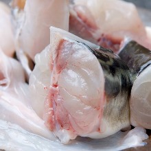 Japanese pufferfish