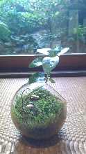 Moss Bonsai      Light and Shadow