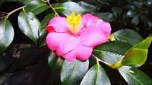 Camellia japonica blossoms from February to March