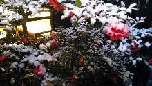 Snow Adornment and Sasanqua Camellia Blossoms