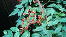 Bright red Nandina berries around December