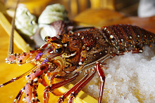 Live spiny lobster sashimi