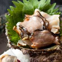 Horned turban sashimi