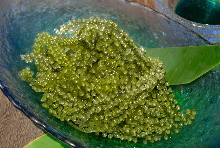 Sea grapes