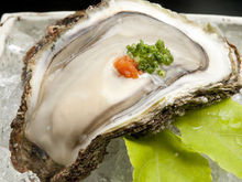 Rock oyster
