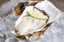 Oysters