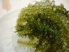 Sea grapes