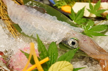 Squid sugata-zukuri (sliced sashimi served maintaining the look of the whole squid)