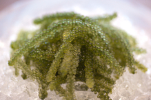 Sea grapes