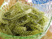 Sea grapes