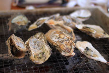 Oysters