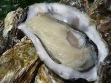 Oysters