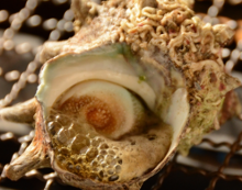 Grilled turban shell