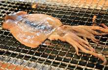 Lightly-dried squid