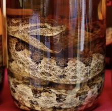 Okinawan Snake Wine