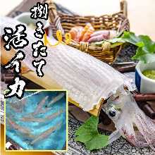 Live squid sashimi