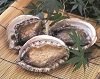 Fresh Abalone Fresh Abalone