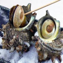 Horned turban sashimi