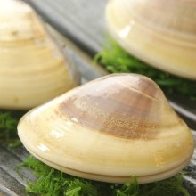 Grilled common orient clams