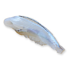 Sayori(halfbeak)