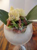 Yukhoe style tuna salad