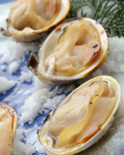 Grilled common orient clams