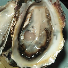 Oysters