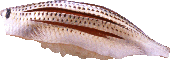 Kohada(spotted sardine) Kohada(spotted sardine)