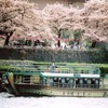 Sakura Lunch Yakatabune (Houseboat)