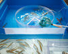 Live horse mackerel sashimi Live horse mackerel sashimi