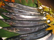 Salted and grilled saury