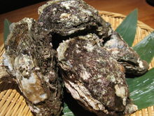 Rock oyster