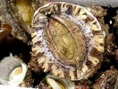 Abalone sashimi