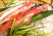 Squid sashimi Squid sashimi