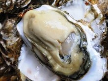 Raw oyster