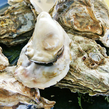 Raw oyster